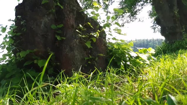 Shot taken with Samsung S8 in 4k ,3840x2160, Upplands V&auml;sby,Stockholm,Sweden.