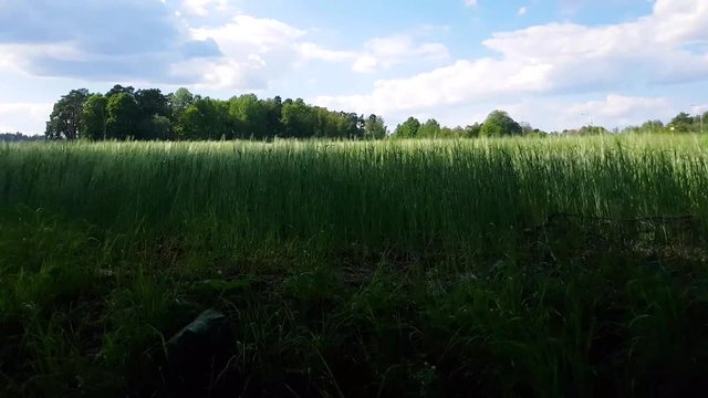 Shot taken with Samsung S8 in 4k ,3840x2160, Upplands V&auml;sby,Stockholm,Sweden.