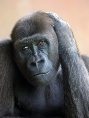 Western lowland gorilla portrait