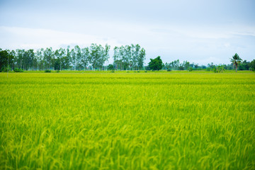 Obraz premium Countryside scenery of rice field