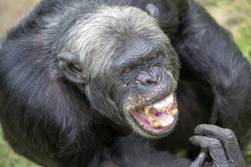 Obraz premium Chimpanzee close-up portrait