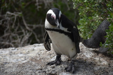 Obraz premium pinguin penguin in south africa