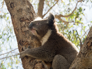 Koala in Australia