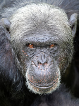 Chimpanzee close-up portrait