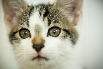 hübsches Katzen Gesicht