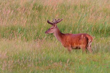 Rotwild in der Morgensonne