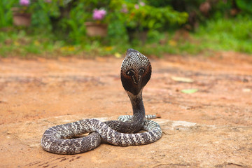 Naklejka premium asian cobra