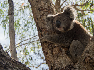 Koala in Australia
