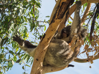 Koala in Australia