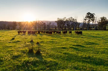 Foto op Plexiglas Cows in a paddock near Marysville in rural Victoria, Australia © nilsversemann