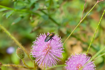 Green flies On the pink flower in the garden.