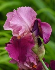 Stunning Iris 4