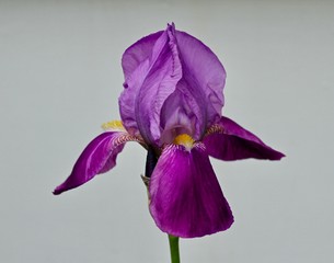 Stunning Iris 3