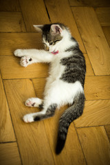 Katze macht sich sauber