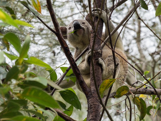 Koala in Australia