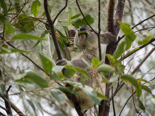 Koala in Australia