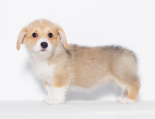 pembroke welsh corgi puppy looks