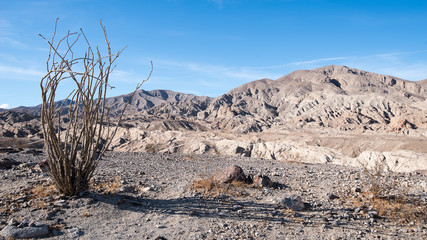 Salton Sea Badlands -  an Ocotillo cactus in foreground and dry desert like landscape of hills and...