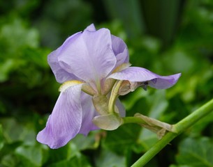 Stunning Iris 1