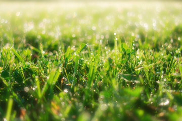 Spring green grass sunny summer background. Perfect beautiful nature close up view