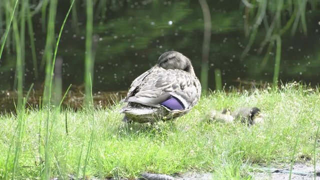 family of wild ducks in norway 4k footage