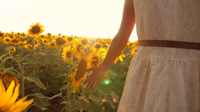 Young little girl hands walking along sunflowers field. Sun shine at background. Follow to woman going at meadow. Rear back view Slow motion video. girl teenager and sunflowers lifestyle field concept