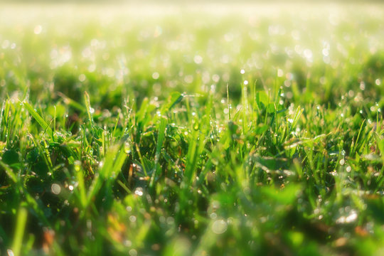 Spring green grass sunny summer background. Perfect beautiful nature close up view