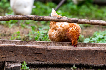 The village hen eats grain in the trough
