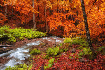 Stream in autumn colors forest in the mountains.