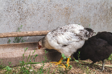 The village hen eats grain in the trough