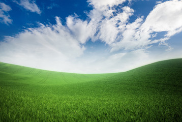 green grass and blue sky background