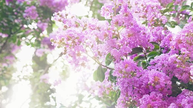 Lagerstroemia indica flower is a large bouquet of purple hanging from the tree. Lagerstroemia indica from spring with natural sunlight. 4k, stadikam