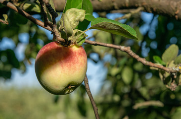 an apple on a tree