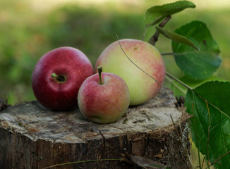 Three apples on the grass in the evening on a stump