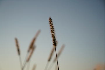 Blooming grass in summer in Germany in sunset photographed
