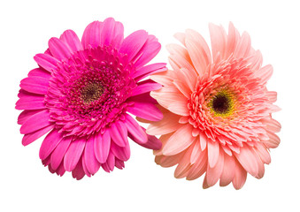 Two gerbera flowers isolated on white background. Summer. Spring. Flat lay, top view. Love. Valentine's Day