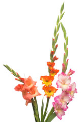 Beautiful bouquet of multicolored gladiolus flowers isolated on white background. Yellow, red,...