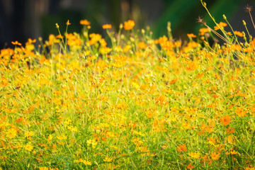 Obraz premium Orange cosmos flower background in the garden