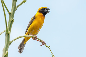 Asian golden weaver (male), golden bird in Thailand