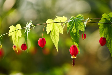 브라질 아부틸론