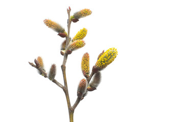 Willow twigs isolated on white background. Spring flowering of trees. Flowers. Blossom. Flat lay, top view © Flower Studio