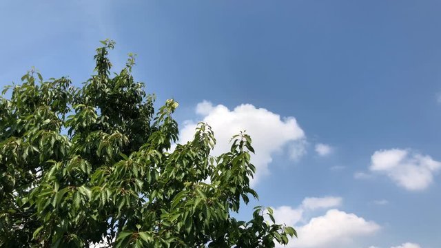A short time laps clip of the top of a tree with the sky behind with some rolling clouds.