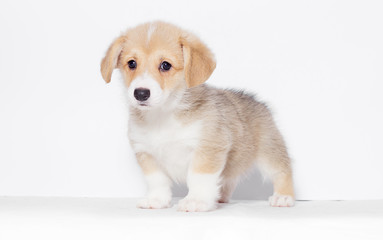 pembroke welsh corgi puppy looks