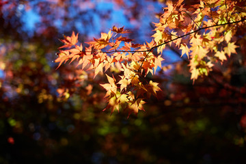 단풍과 파란하늘