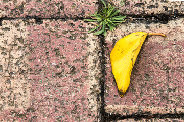 Yellow leaf on the bricks 2