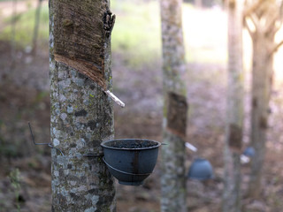 Rubber tree