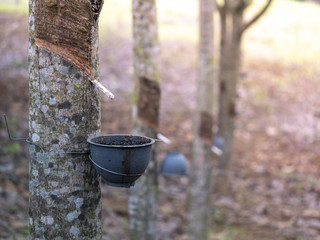 Rubber tree
