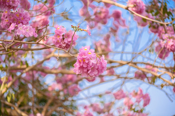 Obraz premium Tabebuia rosea is a Pink Flower neotropical tree