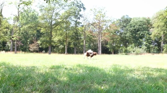Happy Munsterlander Dog