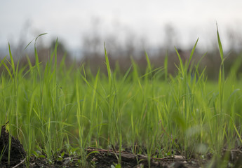 Blur of grass